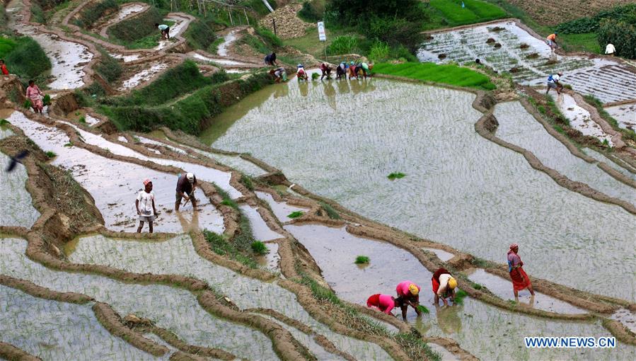 NEPAL-LALITPUR-RICE SEEDLINGS PLANTATION