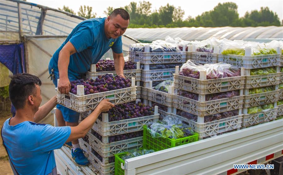 CHINA-HEBEI-GRAPE GROWERS (CN)