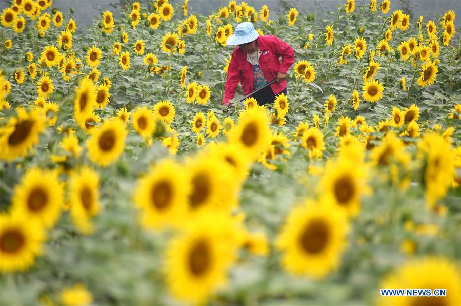 #CHINA-LESSER HEAT-FARMING (CN)