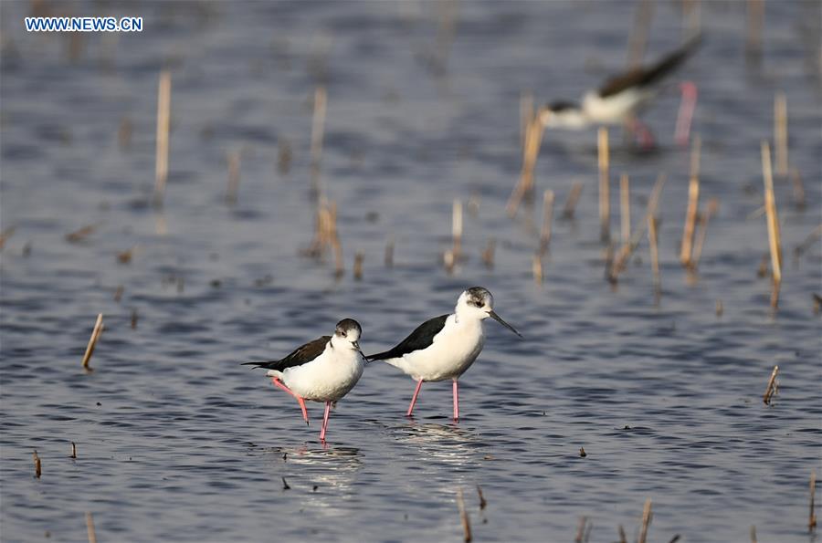 CHINA-WETLAND PROTECTION (CN)