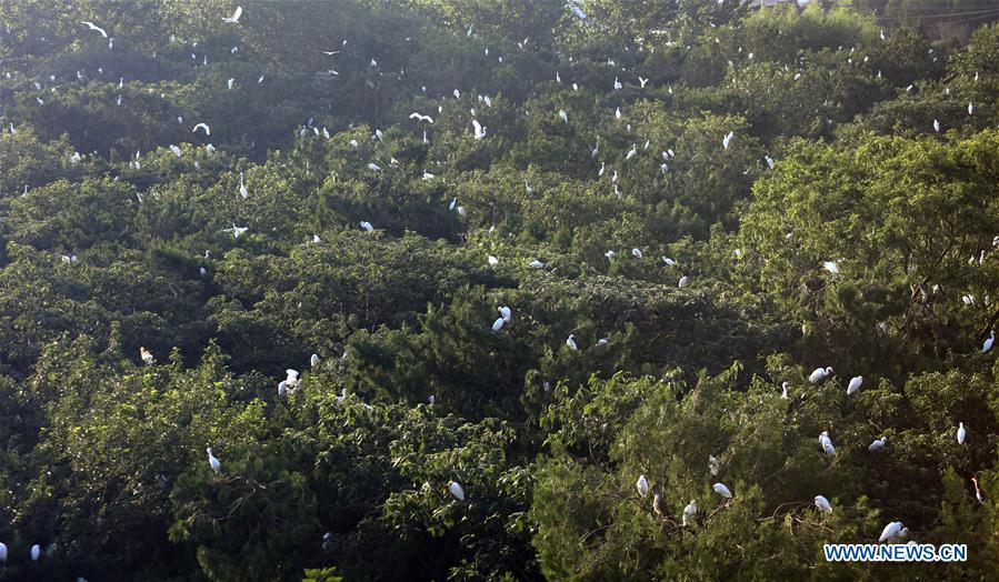 #CHINA-JIANGSU-WETLAND-EGRETS