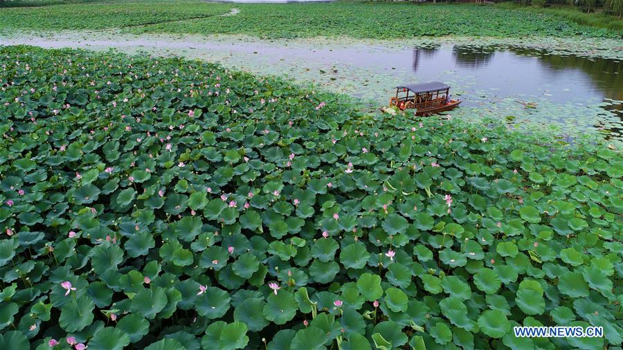 CHINA-HEBEI-SUMMER-LOTUS FLOWERS (CN)