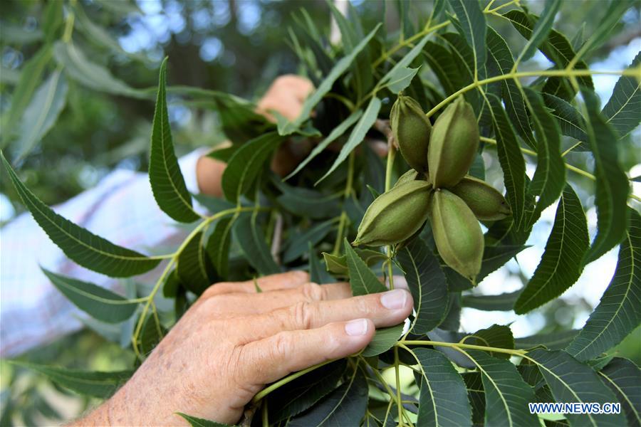 U.S.-PECAN FARMER-TRADE DISPUTE-MASSIVE LOSS