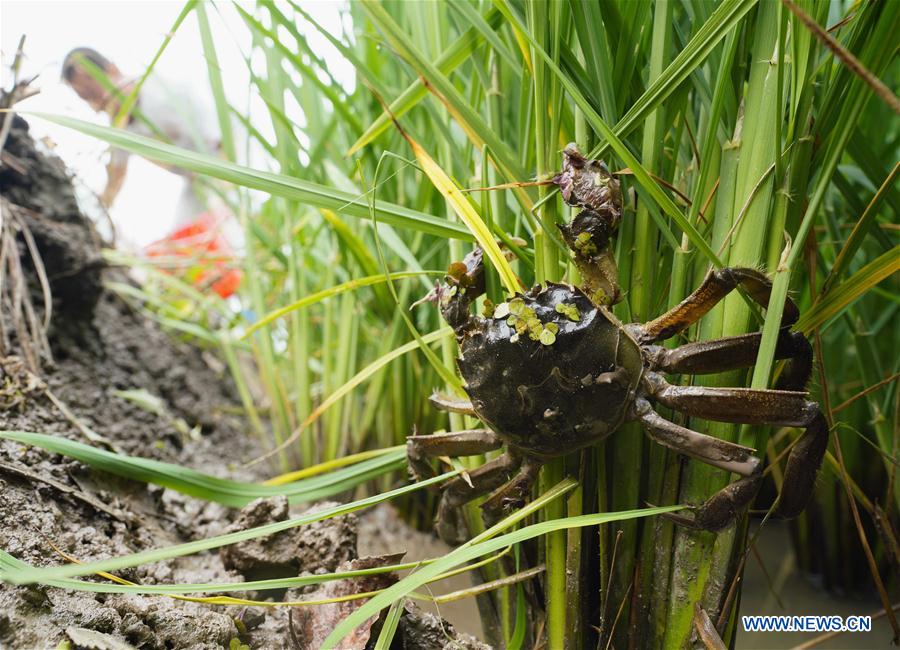 CHINA-HEBEI-AGRICULTURE-MIXED FARMING-RICE-CRAB (CN)