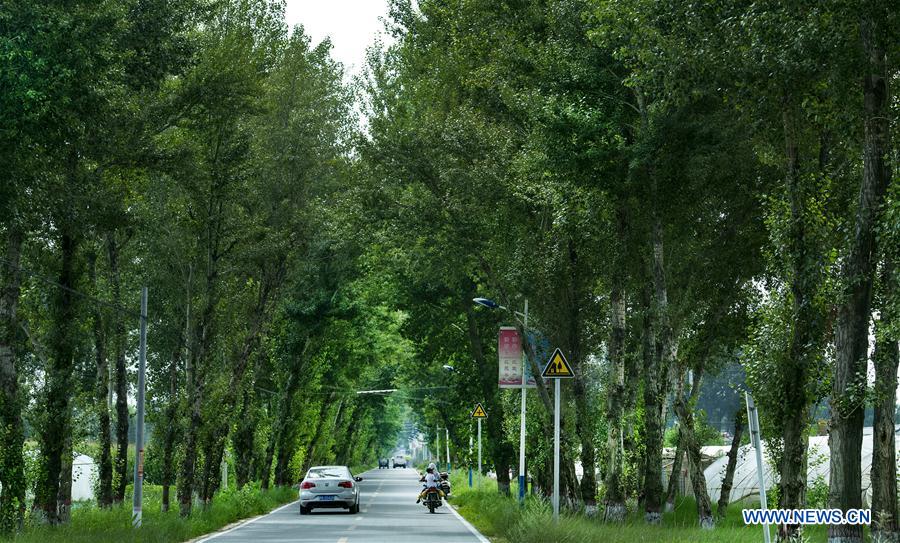 CHINA-SHAANXI-YULIN-MAOWUSU DESERT-FORESTATION (CN)