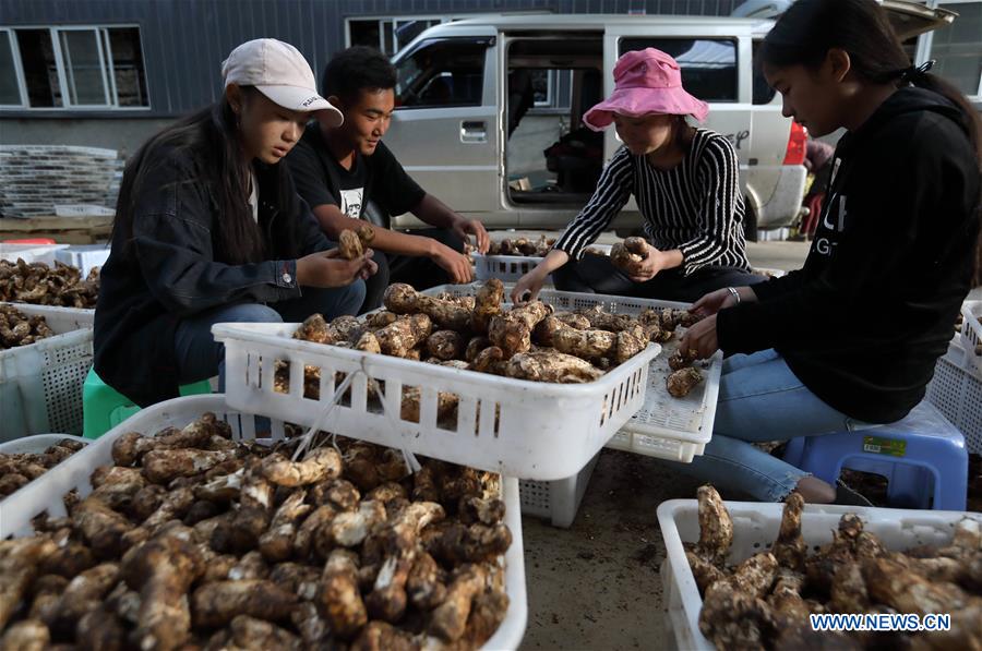 CHINA-SICHUAN-YAJIANG-MATSUTAKE (CN)