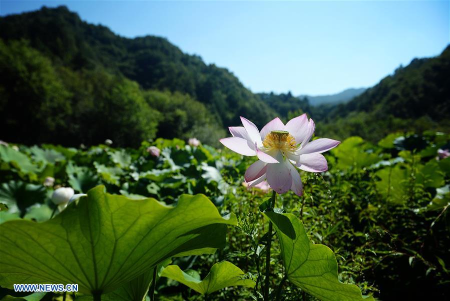 CHINA-SHAANXI-LOTUS(CN)