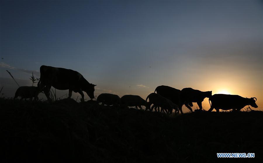 KASHMIR-SRINAGAR-DAILY LIFE