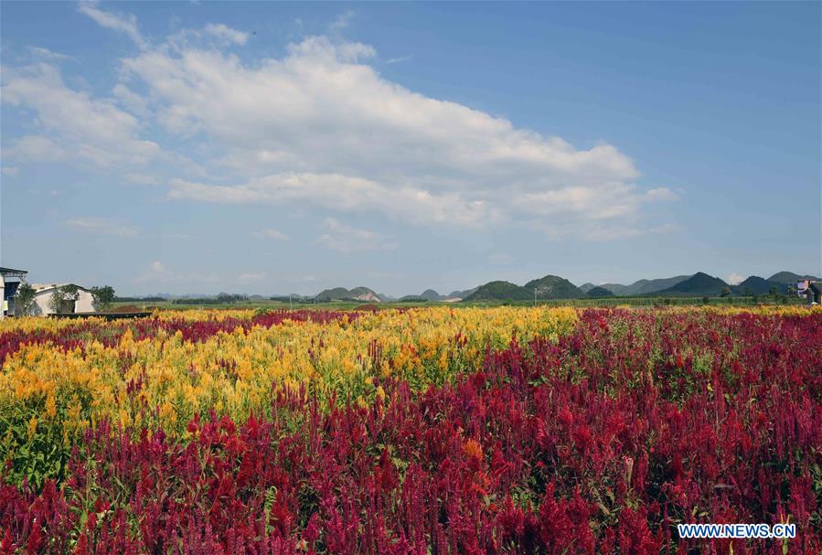 CHINA-YUNNAN-LUOPING-COLORFUL FLOWER FIELDS (CN)