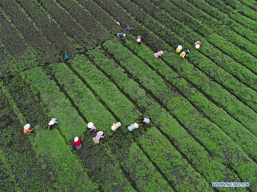 #CHINA-GUIZHOU-VILLAGES-FARM WORK (CN)