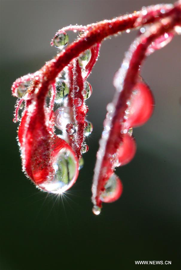 #CHINA-AUTUMN-DEWDROPS (CN)