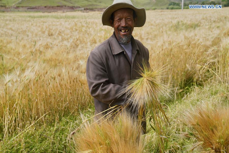 CHINA-TIBET-AGRICULTURE-HARVEST (CN)