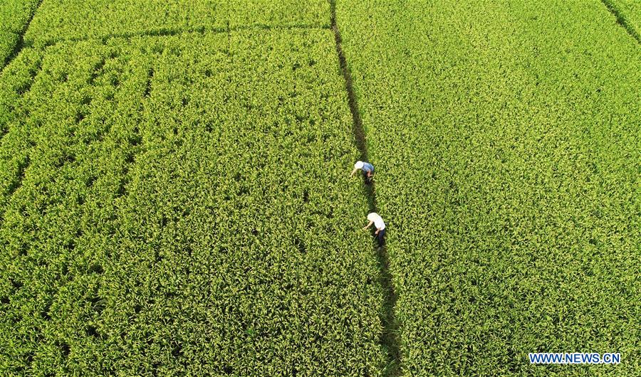 #CHINA-AUTUMN-PADDY FIELDS (CN)