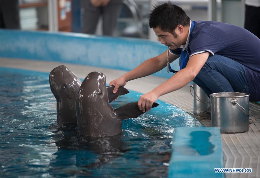 CHINA-YANGTZE RIVER-FINLESS PORPOISE-PROTECTION (CN)