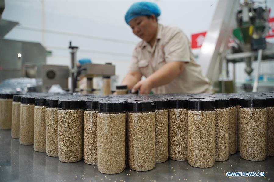 CHINA-HENAN-SESAME-HARVEST (CN)