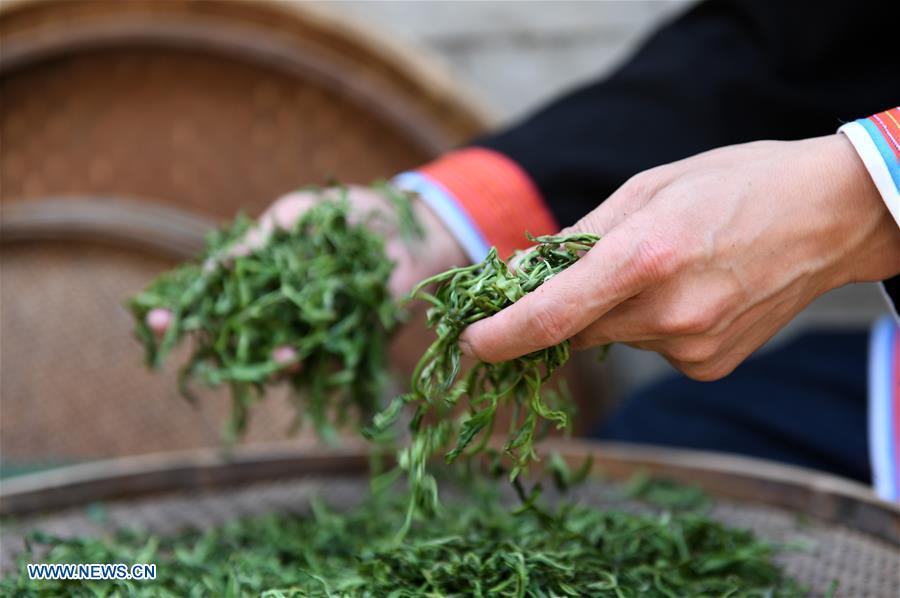 CHINA-GUANGXI-TEA-HARVEST (CN)