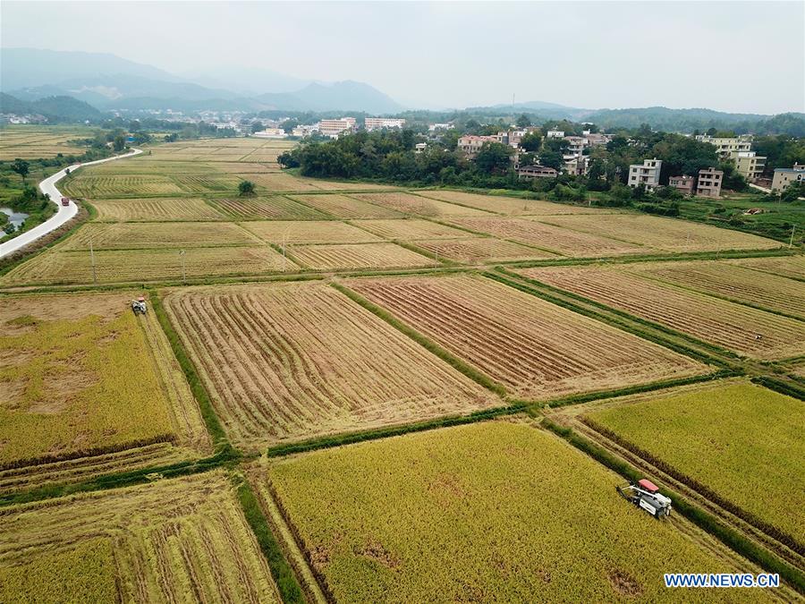 CHINA-JIANGXI-YUDU-HARVEST (CN)