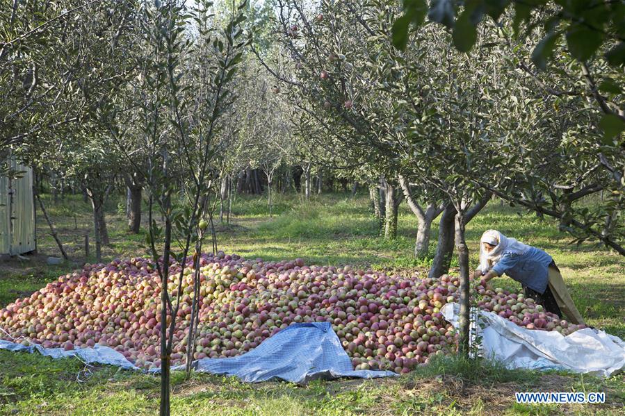 INDIAN-CONTROLLED KASHMIR-SRINAGAR-APPLE HARVEST