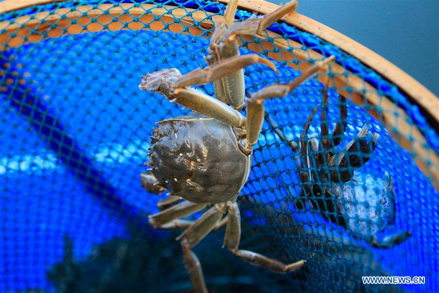 CHINA-JIANGSU-KUNSHAN-HAIRY CRAB CULTIVATOR (CN)