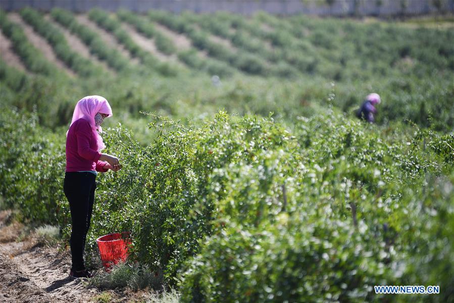 CHINA-NINGXIA-ZHONGWEI-GOJI BERRY-HARVEST (CN)