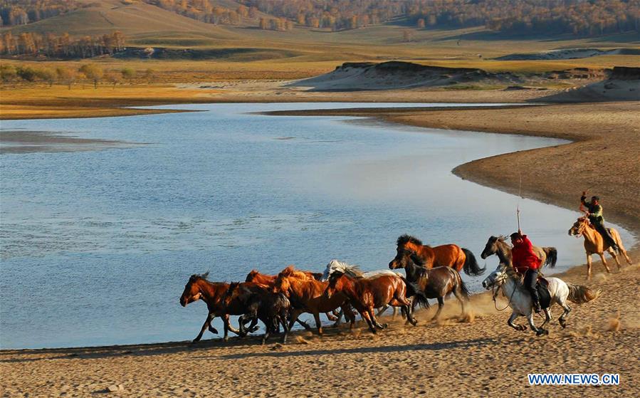 #CHINA-INNER MONGOLIA-GRASSLAND-HERDING (CN)