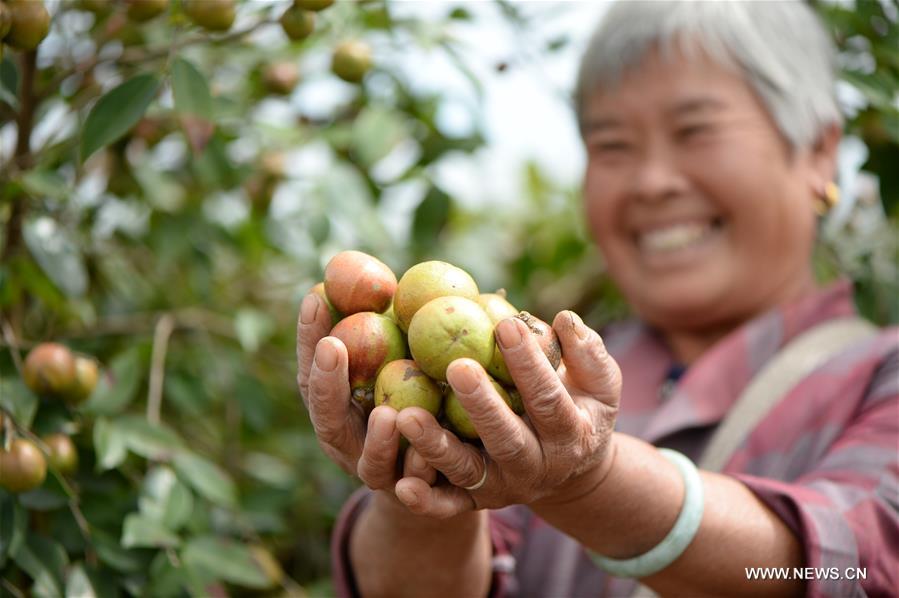 CHINA-GUIZHOU-OIL-TEA CAMELLIA-PLANTING (CN)