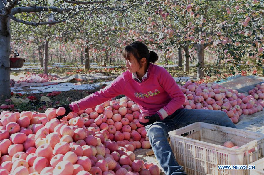 CHINA-SHANXI-APPLE-HARVEST (CN)