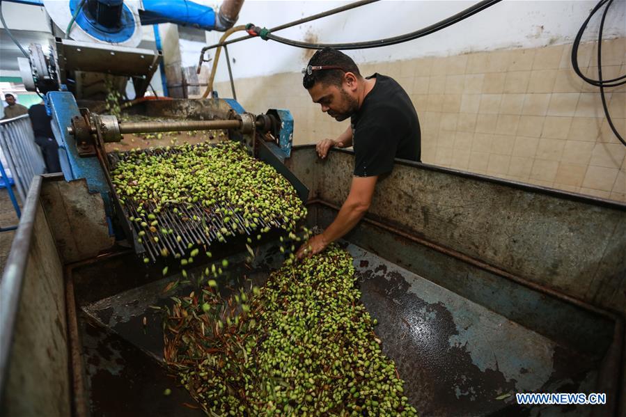 MIDEAST-GAZA-OLIVE-HARVEST