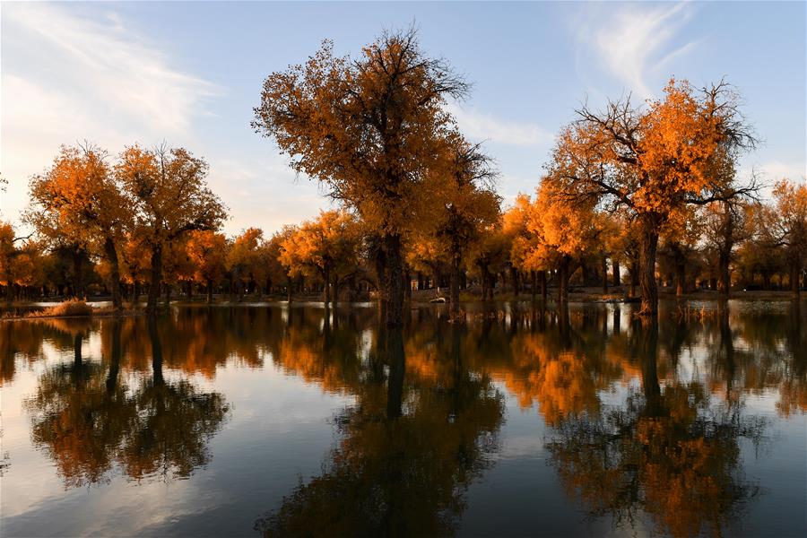 CHINA-INNER MONGOLIA-POPULUS EUPHRATICA-SCENERY (CN) 