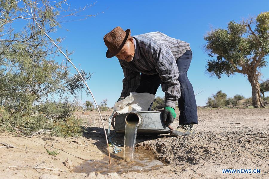 CHINA-INNER MONGOLIA-DESERT POPLAR (CN)