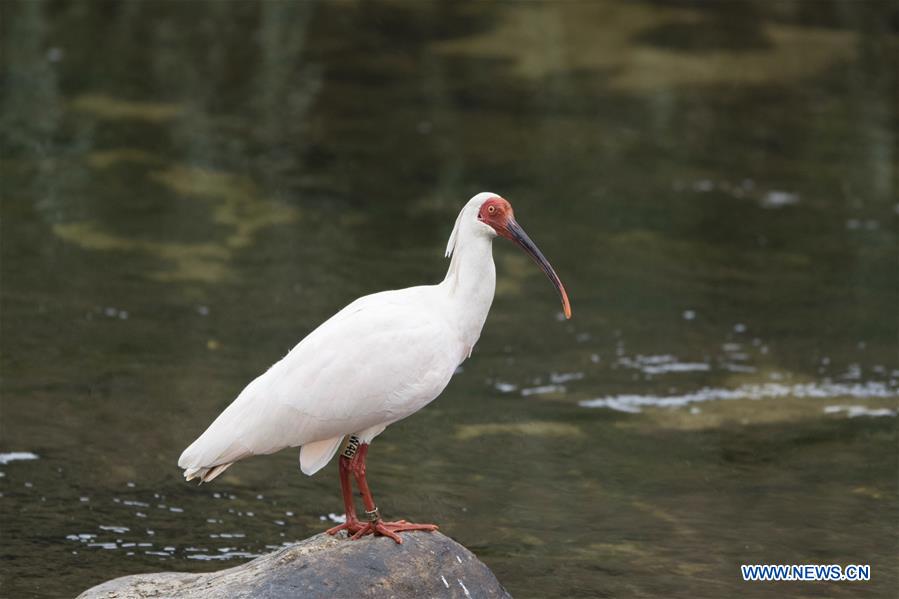 CHINA-VARIOUS WILD BIRDS (CN)