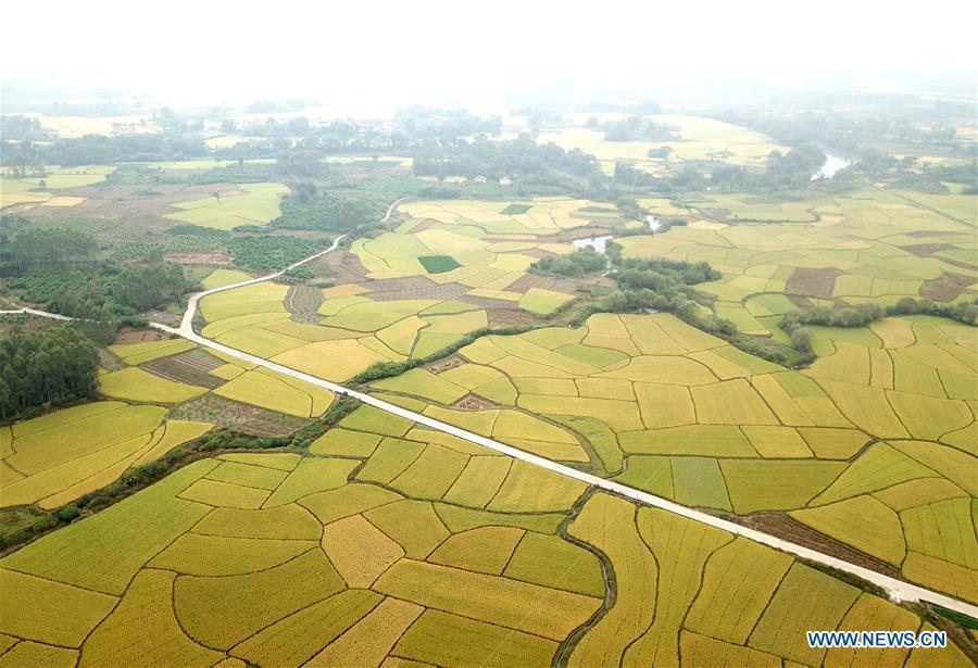 CHINA-GUANGXI-AUTUMN-SCENERY (CN)