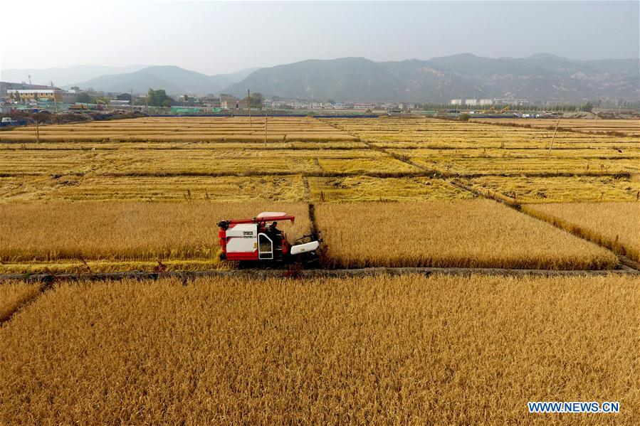 CHINA-AUTUMN-HARVEST (CN)