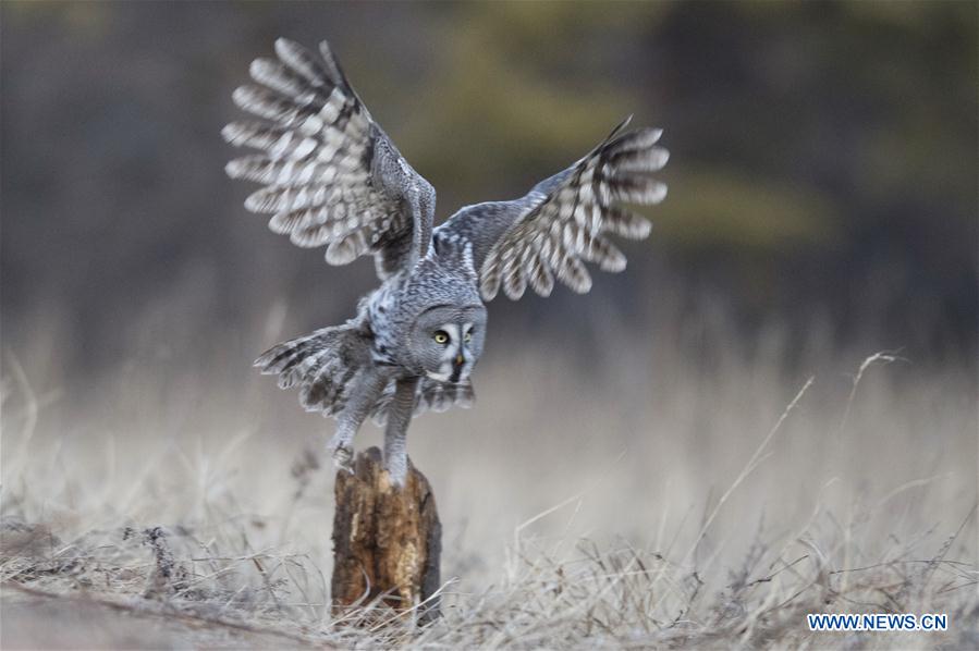 CHINA-INNER MONGOLIA-YAKESHI-WILD BIRD (CN)