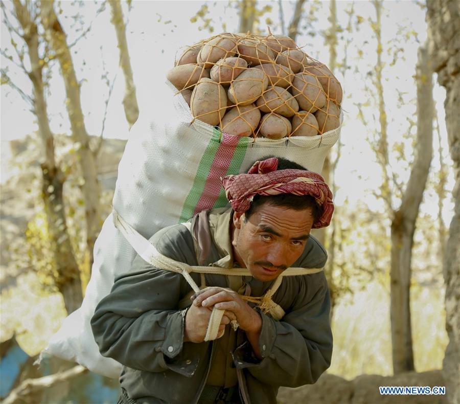 AFGHANISTAN-BAMYAN-AGRICULTURE-POTATO