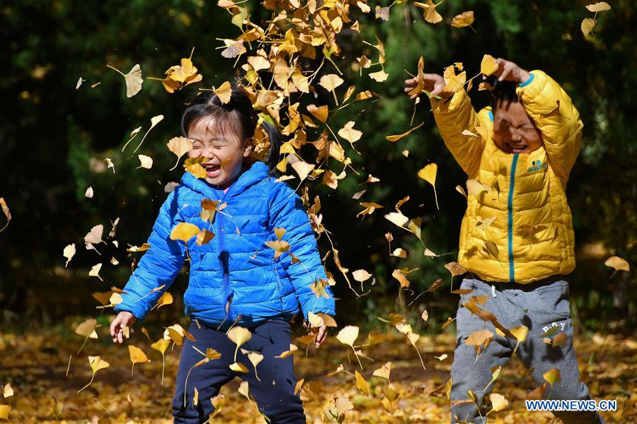 #CHINA-SHANDONG-AUTUMN-GINKGO (CN)