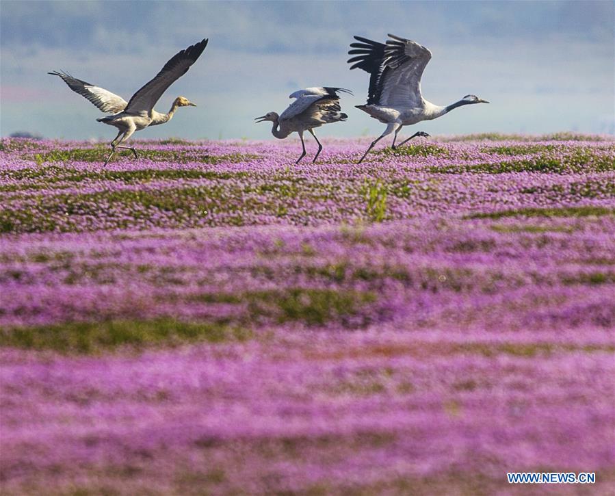 #CHINA-JIANGXI-POYANG LAKE-MIGRATORY BIRDS (CN)