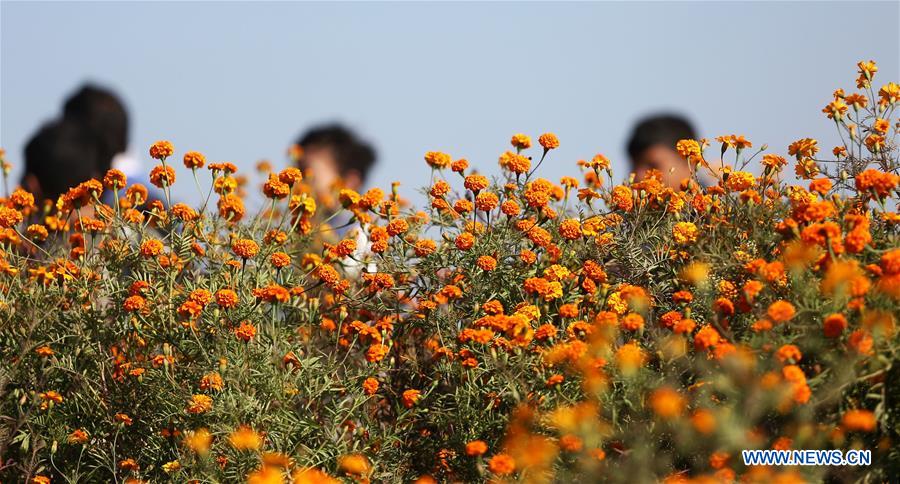 NEPAL-KATHMANDU-TIHAR FESTIVAL-MARIGOLD FLOWERS