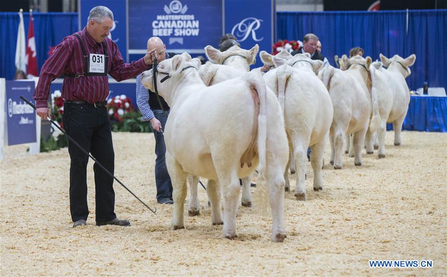 CANADA-TORONTO-ROYAL AGRICULTURAL WINTER FAIR