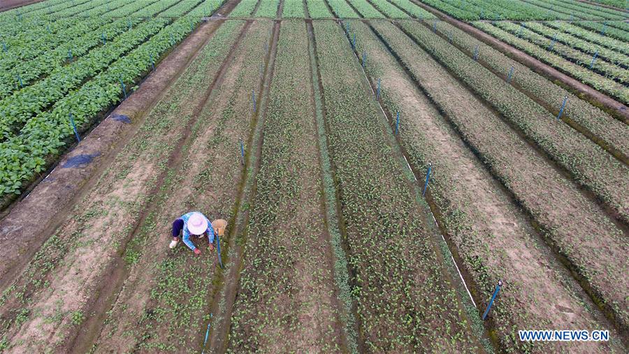 #CHINA-WINTER-FARM WORK (CN)