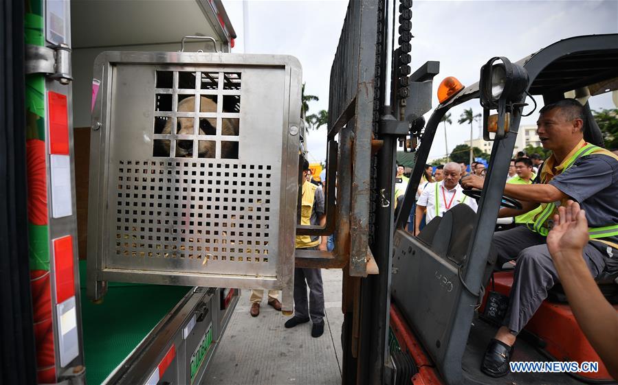 CHINA-HAINAN-HAIKOU-GIANT PANDA-SETTLEMENT (CN)