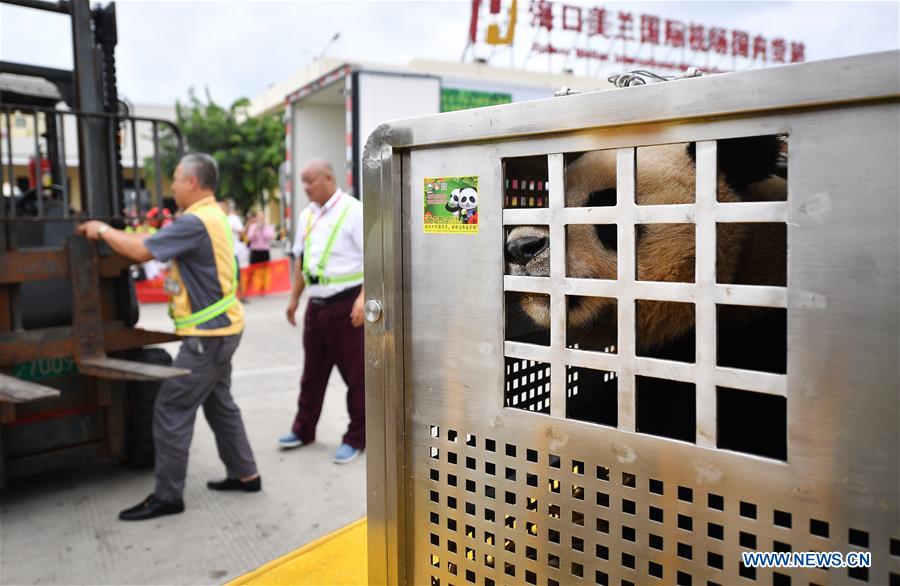 CHINA-HAINAN-HAIKOU-GIANT PANDA-SETTLEMENT (CN)