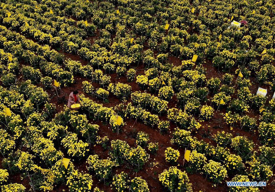 CHINA-HENAN-CHRYSANTHEMUM INDUSTRY (CN) 