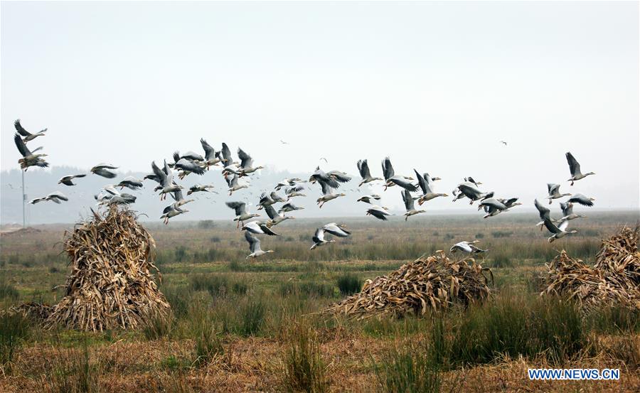 CHINA-GUIZHOU-NATURE RESERVE-MIGRATORY BIRDS (CN)