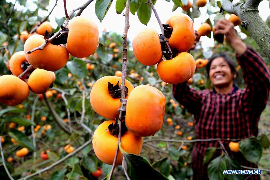 #CHINA-GUANGXI-PINGLE-PERSIMMON HARVEST (CN) 