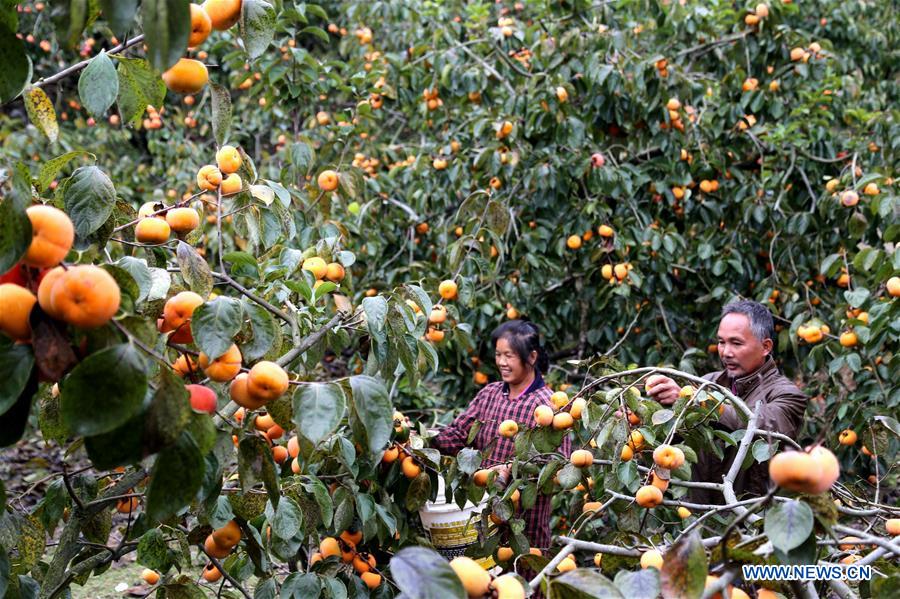 #CHINA-GUANGXI-PINGLE-PERSIMMON HARVEST (CN) 