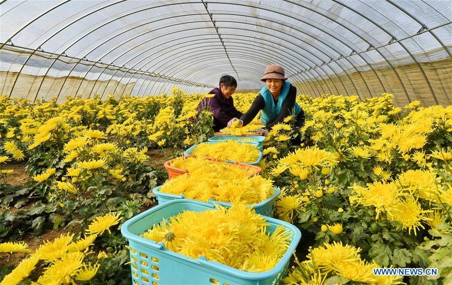 CHINA-HEBEI-CHRYSANTHEMUM PLANTING (CN)