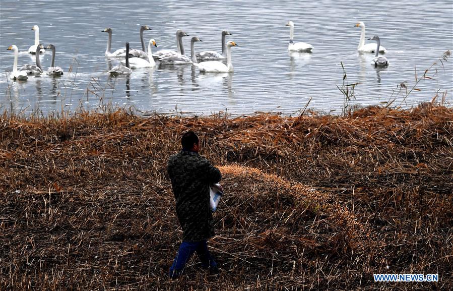 CHINA-HENAN-SANMENXIA-WHITE SWANS (CN)