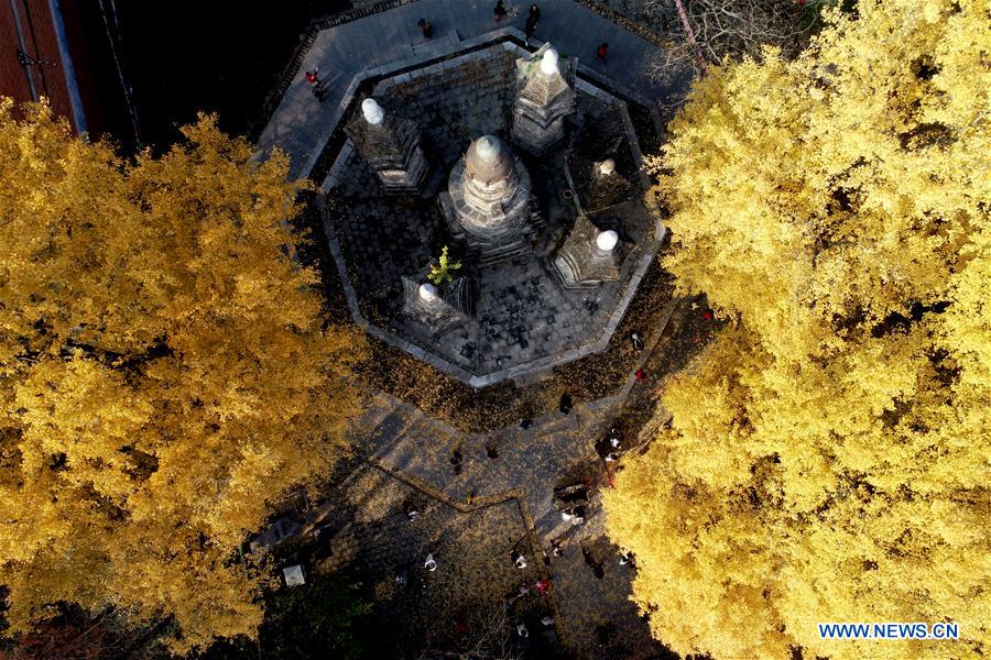 #CHINA-AUTUMN-GINKGO (CN)