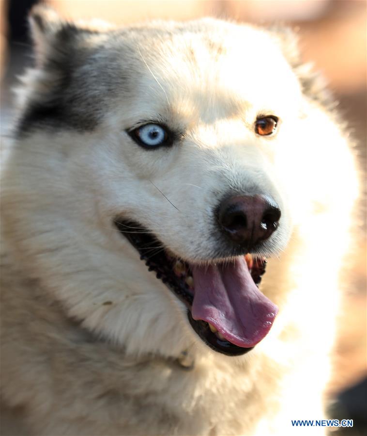 PAKISTAN-ISLAMABAD-DOG SHOW